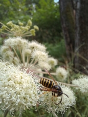 Dolichovespula sylvestris