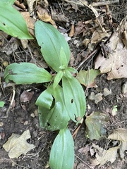 Galearis spectabilis