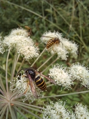 Dolichovespula sylvestris