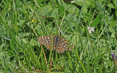 Euphydryas aurinia debilis