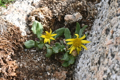 Senecio amplectens holmii
