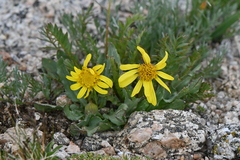 Senecio amplectens holmii