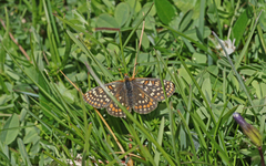 Euphydryas aurinia debilis