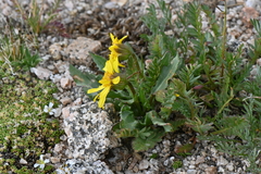 Senecio amplectens holmii