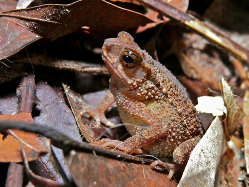 Crested Toad, Ingerophrynus divergens