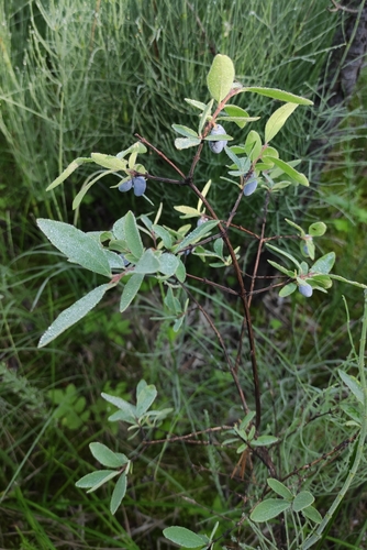 Lonicera caerulea
