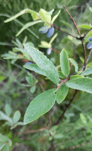 Lonicera caerulea