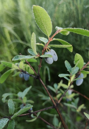 Lonicera caerulea