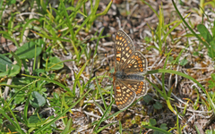 Euphydryas aurinia debilis