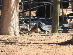 Turdus libonyana