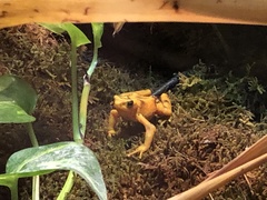 Atelopus zeteki