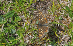Euphydryas aurinia debilis