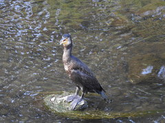 Phalacrocorax carbo