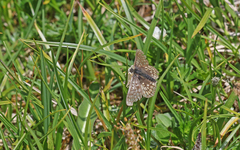 Euphydryas aurinia debilis