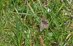 Euphydryas aurinia debilis