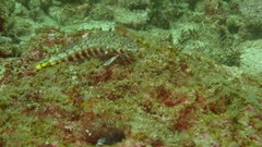 Parapercis clathrata
