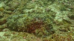 Sepia latimanus