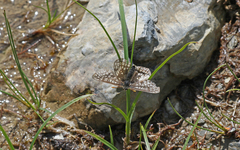 Euphydryas aurinia debilis