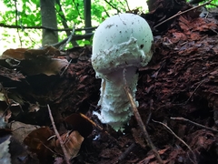 Amanita strobiliformis