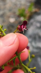 Scrophularia incisa