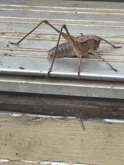 Atlanticus americanus