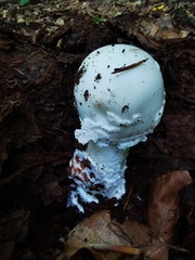 Amanita strobiliformis