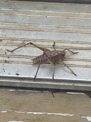 Atlanticus americanus