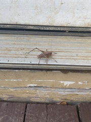 Atlanticus americanus