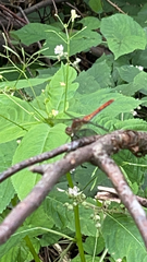 Sympetrum sanguineum