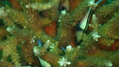 Acroporidae