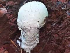 Amanita strobiliformis