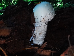 Amanita strobiliformis