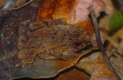 Ingerophrynus divergens