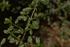 Gonocarpus oreophilus
