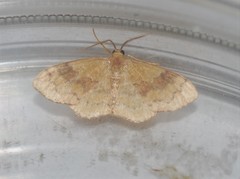 Leptostales ferruminaria