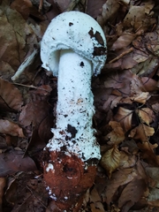 Amanita strobiliformis