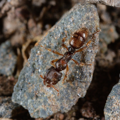 Heteroponera brouniiHeteroponera brounii
