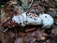 Amanita strobiliformis