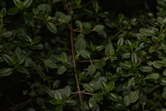 Gonocarpus oreophilus