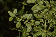 Gonocarpus oreophilus