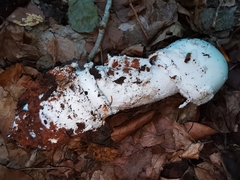 Amanita strobiliformis