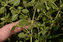 Gonocarpus oreophilus