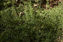 Gonocarpus oreophilus