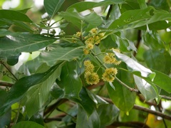 Litsea glutinosa