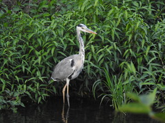 Ardea cinerea
