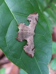 Dysaethria quadricaudata