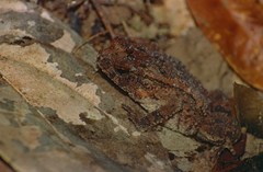 Ingerophrynus divergens