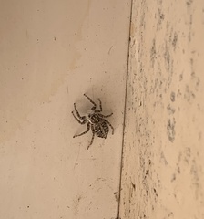 Menemerus semilimbatus