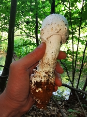 Amanita strobiliformis