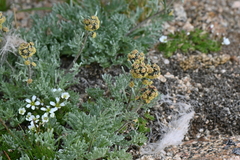 Artemisia scopulorum